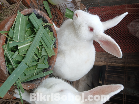 সাদা খরগোশ